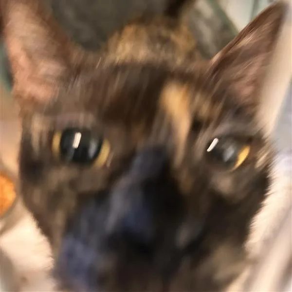 An adult medium-sized female Black Domestic Short Hair cat named Bronco for adoption in Freeport, FL