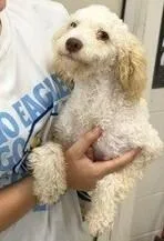 A baby small-sized male White / Cream Poodle dog named Doodle for adoption in Dawson, GA