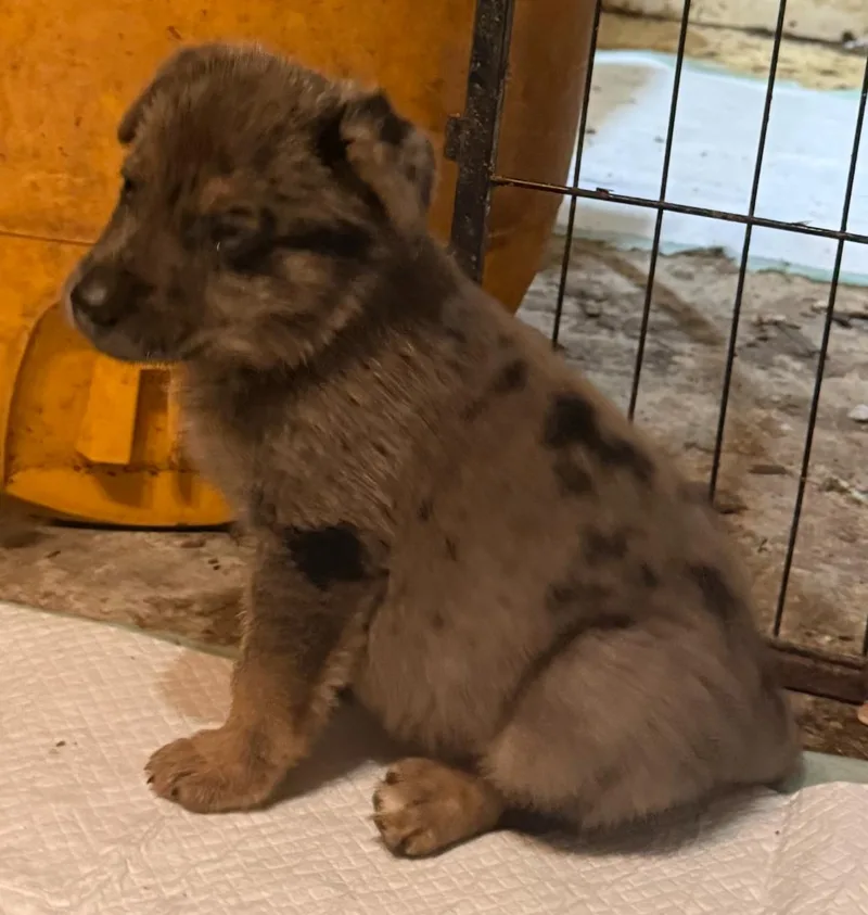 A baby medium-sized female Catahoula Leopard Dog dog named Cleo for adoption in Monona, WI
