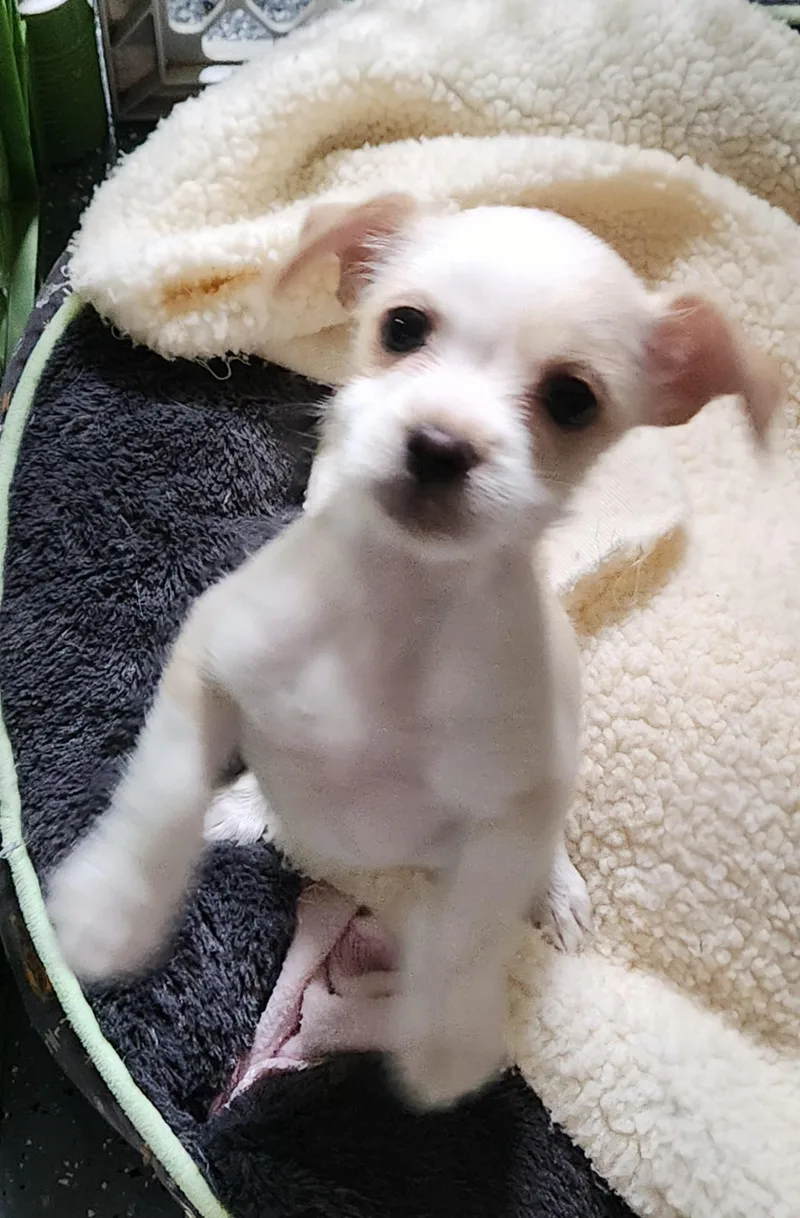 A baby small-sized female Chihuahua dog named Trixie for adoption in Flintstone, GA