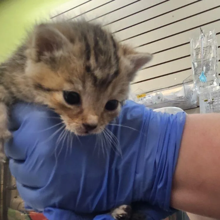 A baby small-sized female Brown / Chocolate Domestic Short Hair cat named Posie for adoption in Lynchburg, VA