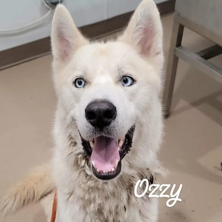 An adult medium-sized male White / Cream Husky dog named Ozzy for adoption in Buchanan Dam, TX