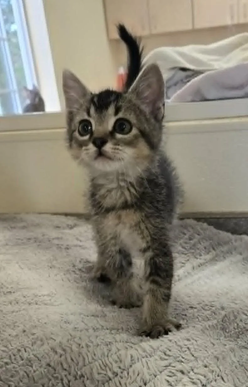 A young medium-sized male Tabby (Buff / Tan / Fawn) Domestic Short Hair cat named Tony for adoption in Larned, KS