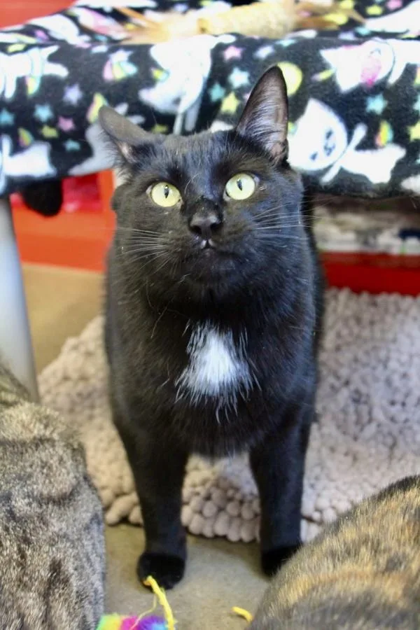 An adult small-sized male Domestic Short Hair cat named Taki for adoption in Indiana, PA