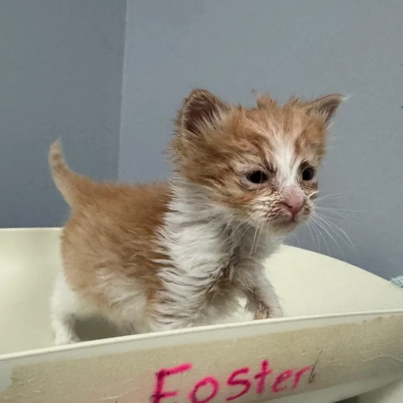 A baby small-sized female Orange / Red Domestic Short Hair cat named Nectarine for adoption in Columbus, GA