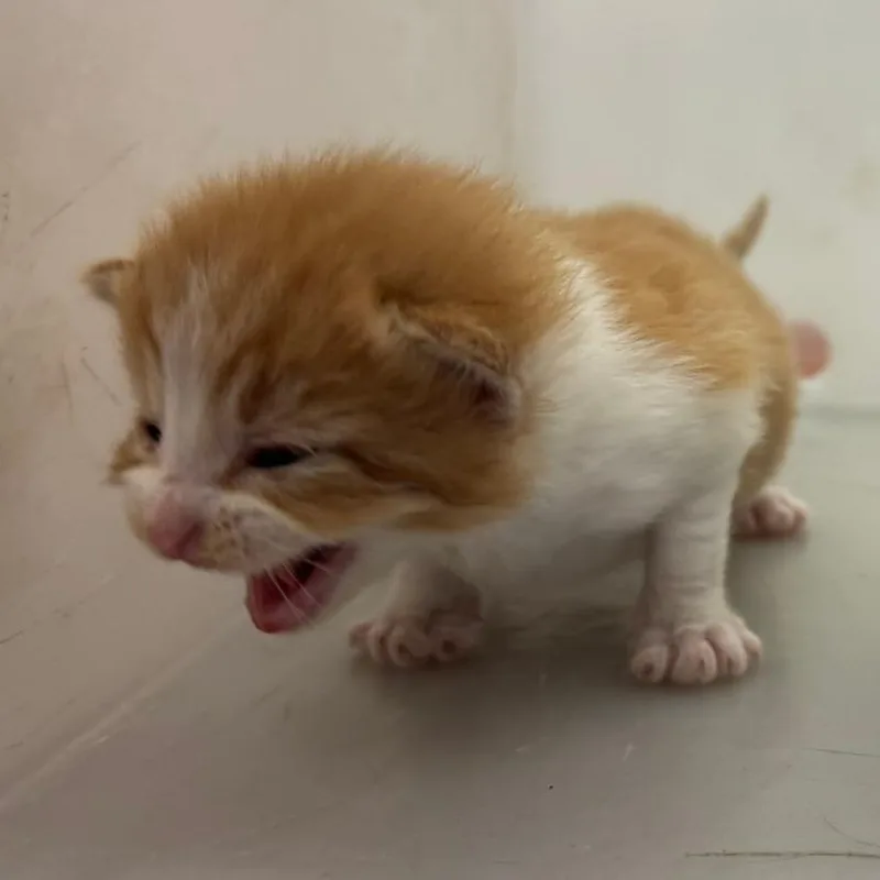 Nectarine thumbnail 3