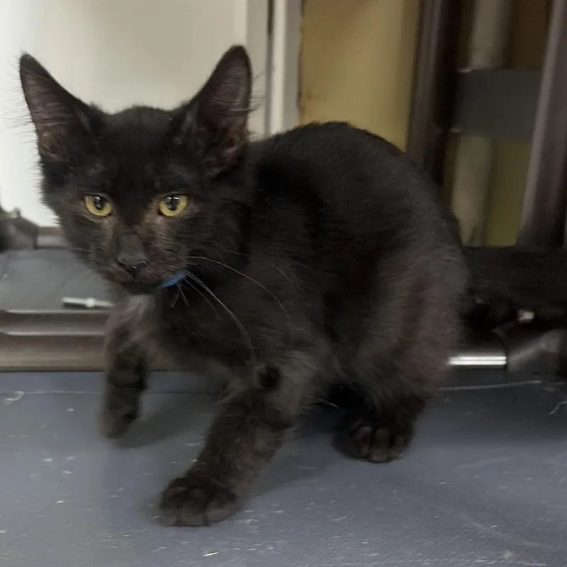 A baby small-sized female Black Domestic Short Hair cat named Supercalifragilisticexpialidocious for adoption in Melrose, FL