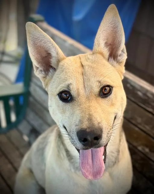 A young medium-sized female Carolina Dog dog named Dixie Pup for adoption in Lodi, CA
