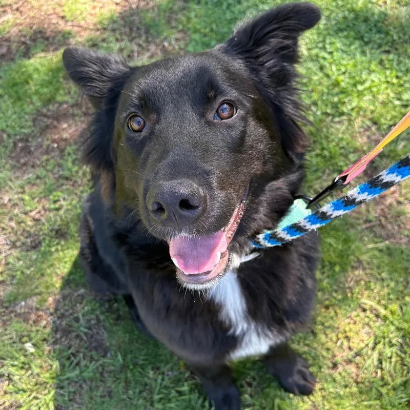 Shaggy thumbnail 3
