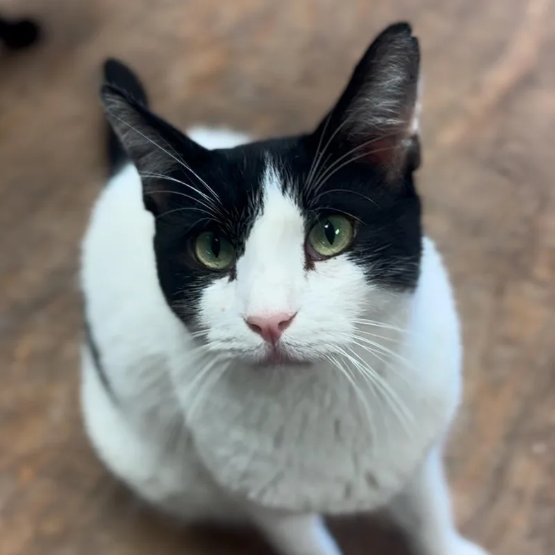 An adult medium-sized male Domestic Short Hair cat named Patches for adoption in Midland, TX