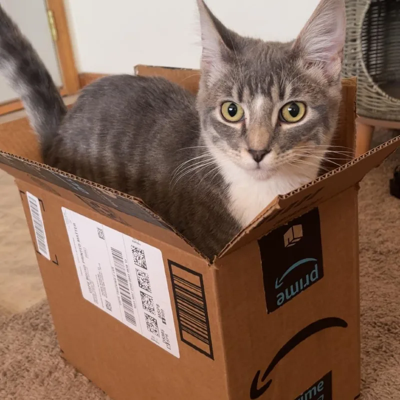 A young small-sized male Gray / Blue / Silver Domestic Short Hair cat named Calvin for adoption in Rochester, MN