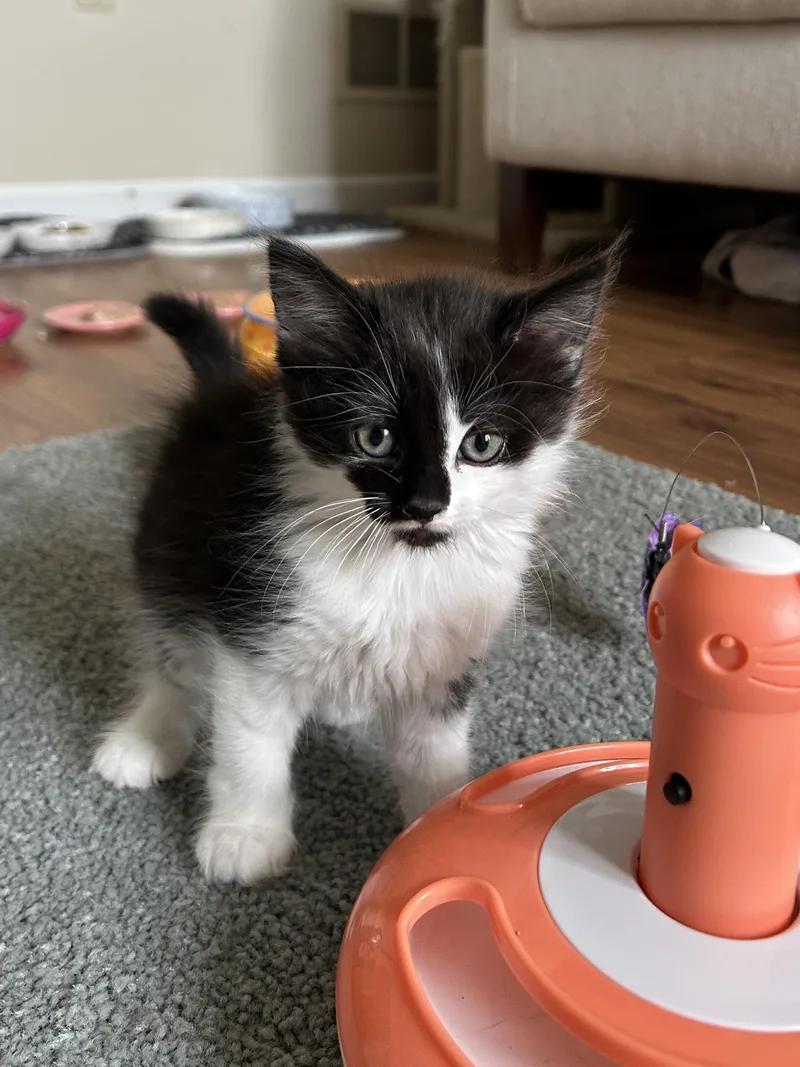 A baby small-sized male Domestic Long Hair cat named Dune for adoption in BREINIGSVILLE, PA