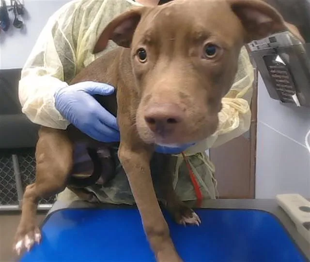 A young large-sized male Pit Bull Terrier dog named Canelo for adoption in Phoenix, AZ
