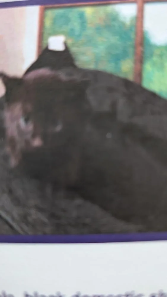 A baby small-sized male Black Domestic Short Hair cat named Fred for adoption in Parker, CO