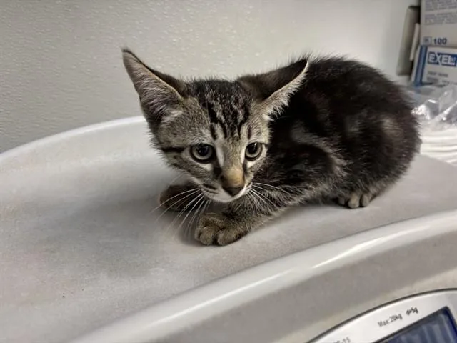 A baby small-sized male Domestic Short Hair cat named Freedom for adoption in Antioch, CA