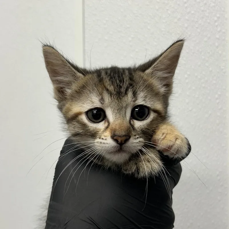 A baby small-sized female Brown / Chocolate Domestic Short Hair cat named Nelly for adoption in Abilene, TX