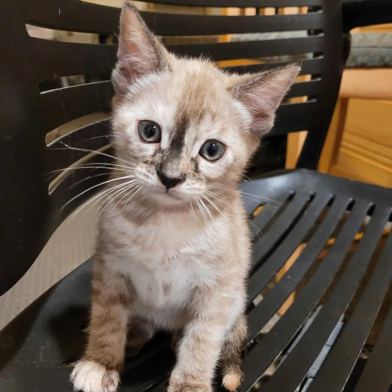 A baby small-sized female Tortoiseshell Domestic Short Hair cat named Alex for adoption in Sunnyvale, CA