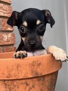 A baby small-sized male Black Chihuahua dog named Thunder for adoption in fort worth, TX