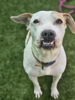 An adult medium-sized female Mixed Breed dog named Evi for adoption in Savannah, GA