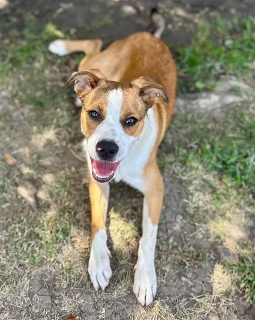 A young medium-sized male Shepherd dog named Squirt for adoption in Riverside, CA