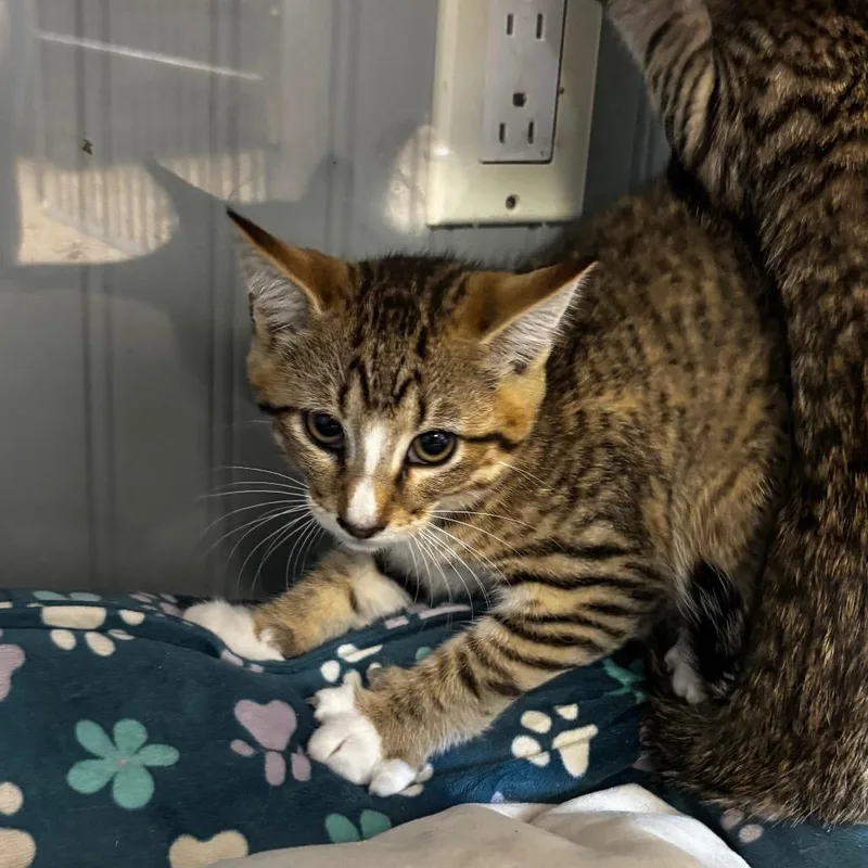 A baby small-sized male Brown / Chocolate Domestic Short Hair cat named Ron for adoption in Pawling, NY