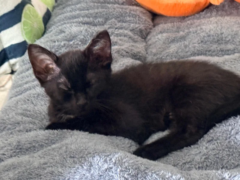 A baby medium-sized female Black Domestic Short Hair cat named Zoe for adoption in Mount Juliet, TN