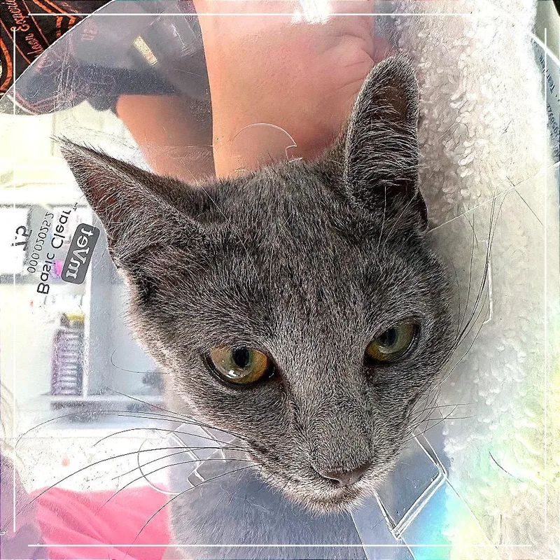 A baby small-sized female Gray / Blue / Silver Domestic Short Hair cat named Olive for adoption in Chapel Hill, NC