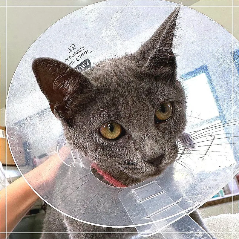 Olive thumbnail 2