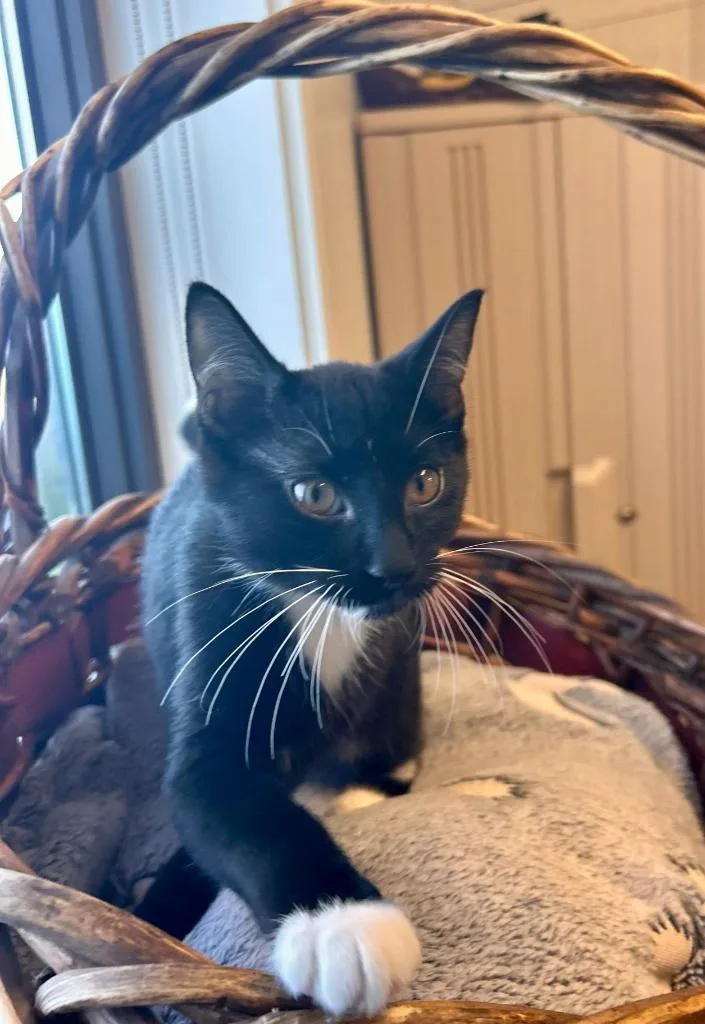 A baby medium-sized male Domestic Short Hair cat named Period for adoption in Minot, ND