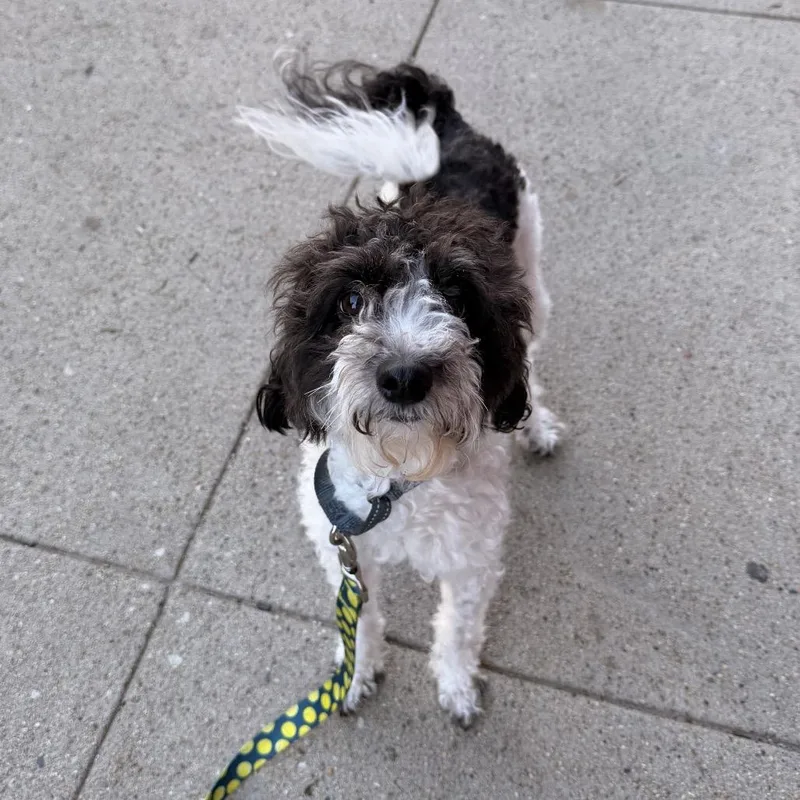 A young small-sized female Black Mixed Breed dog named Mia for adoption in Providence, RI