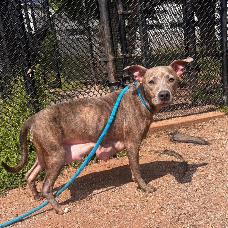 An adult medium-sized female Brindle Pit Bull Terrier dog named Chupacabra for adoption in York, PA