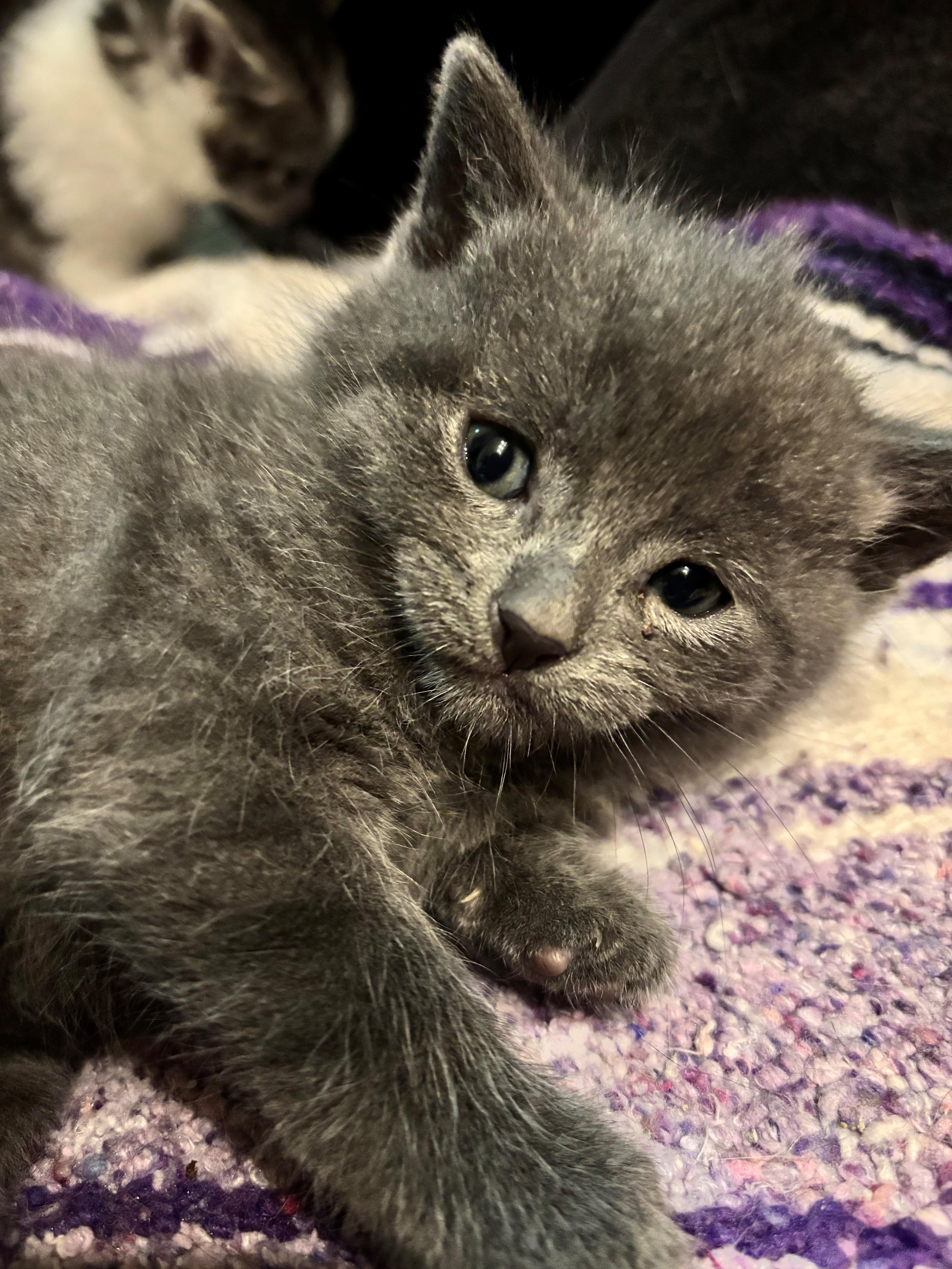 A baby medium-sized male Gray / Blue / Silver Domestic Short Hair cat named Quinten for adoption in Hudson, NY