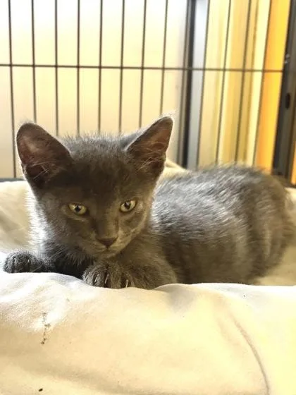 A baby small-sized male Domestic Short Hair cat named GMonkey for adoption in New Orleans, LA