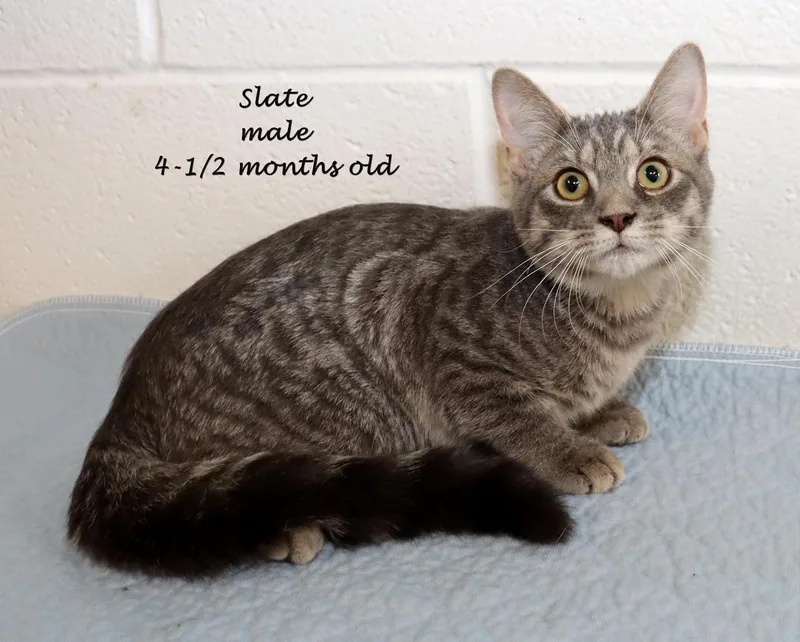 A baby medium-sized male Tabby (Gray / Blue / Silver) Tabby cat named Slate for adoption in Euclid, OH