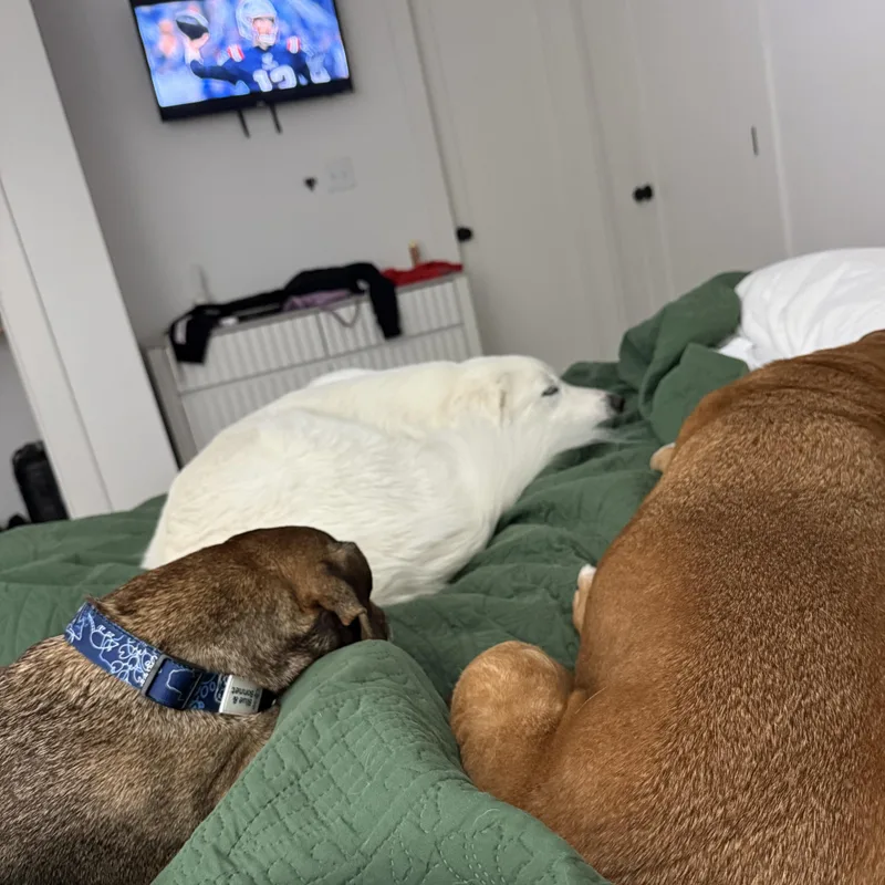 A senior medium-sized male Basset Hound dog named Peter for adoption in Austin, TX