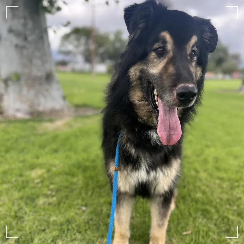 An adult large-sized male Black Shepherd dog named Max for adoption in Upland, CA
