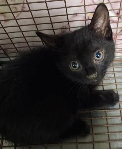 A baby medium-sized male Domestic Short Hair cat named Pizza Roll for adoption in Picayune, MS