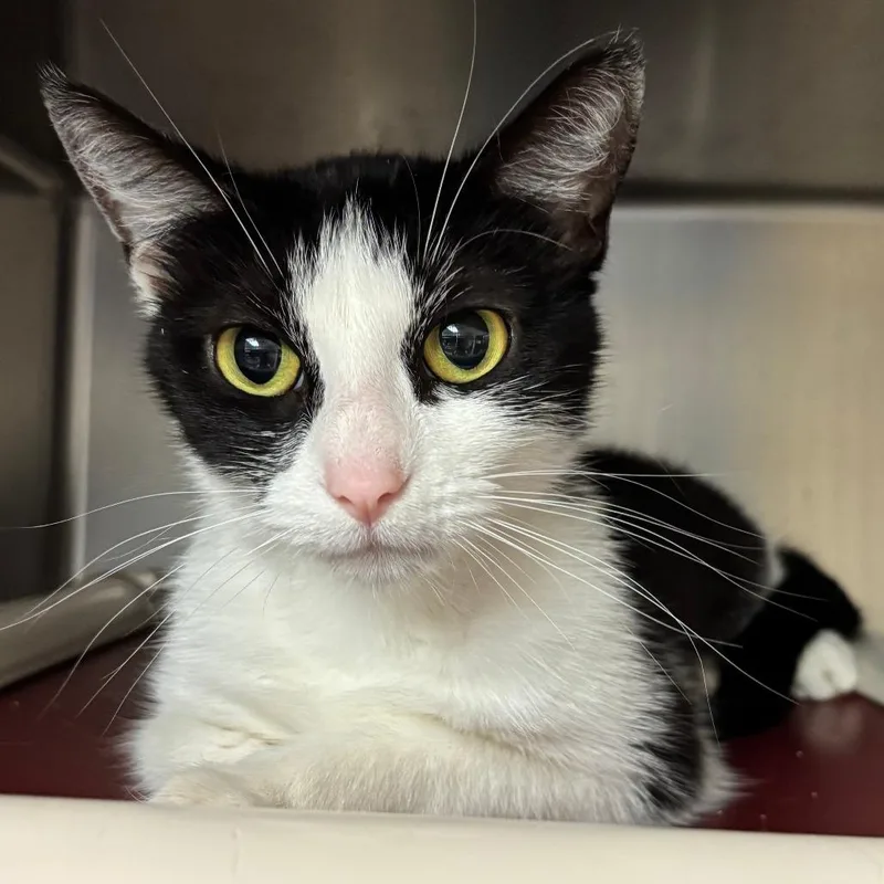 An adult medium-sized female Domestic Short Hair cat named Tails for adoption in Chippewa Falls, WI