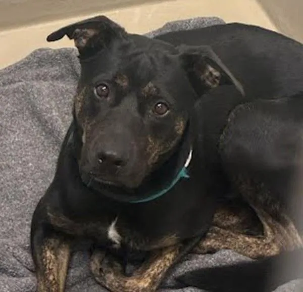 An adult large-sized male Rottweiler dog named Milo for adoption in Austin, TX
