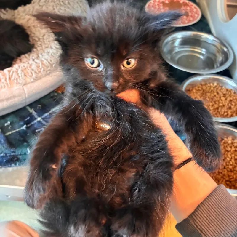 A baby small-sized male Black Domestic Short Hair cat named Berry for adoption in Norman, OK