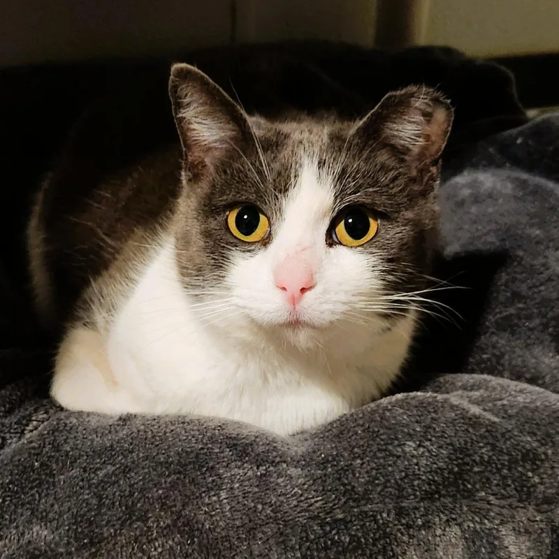 Precious thumbnail 3