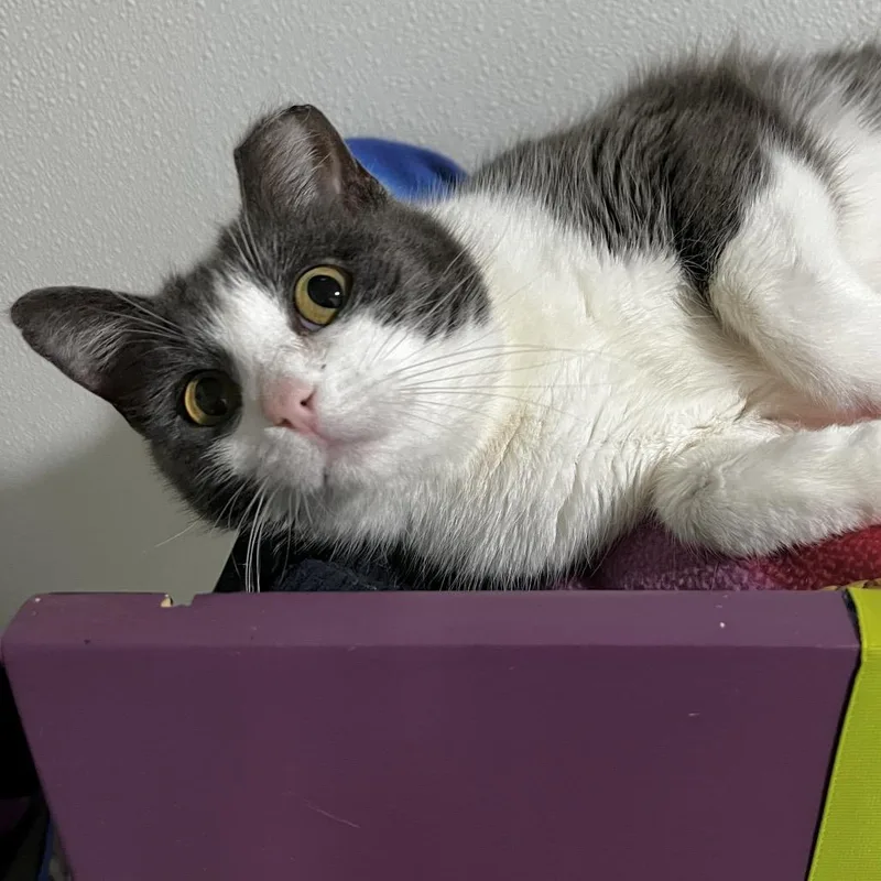 Precious thumbnail 4