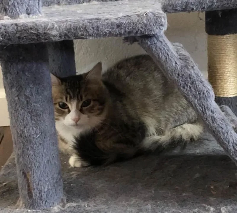 A baby medium-sized female Domestic Medium Hair cat named Rachel for adoption in Reno, NV