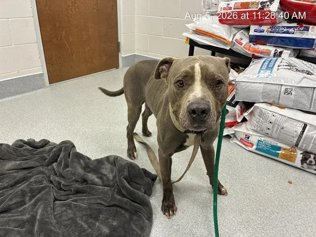 An adult medium-sized male Pit Bull Terrier dog named Reggie for adoption in Ocala, FL