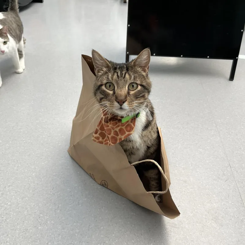 An adult extra large-sized male Brown / Chocolate Domestic Short Hair cat named Mowgli for adoption in Lakewood, CO