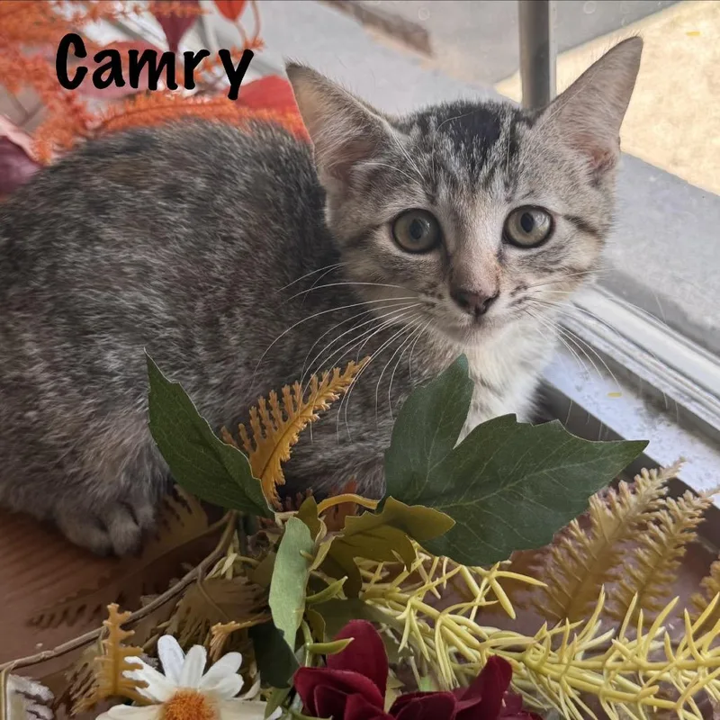 Camry