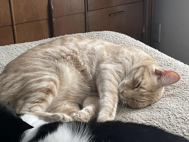 Delta Raptor thumbnail 2