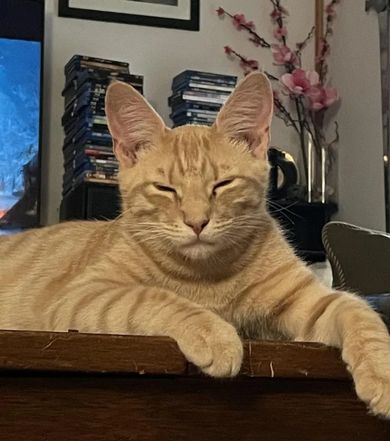 Delta Raptor thumbnail 3