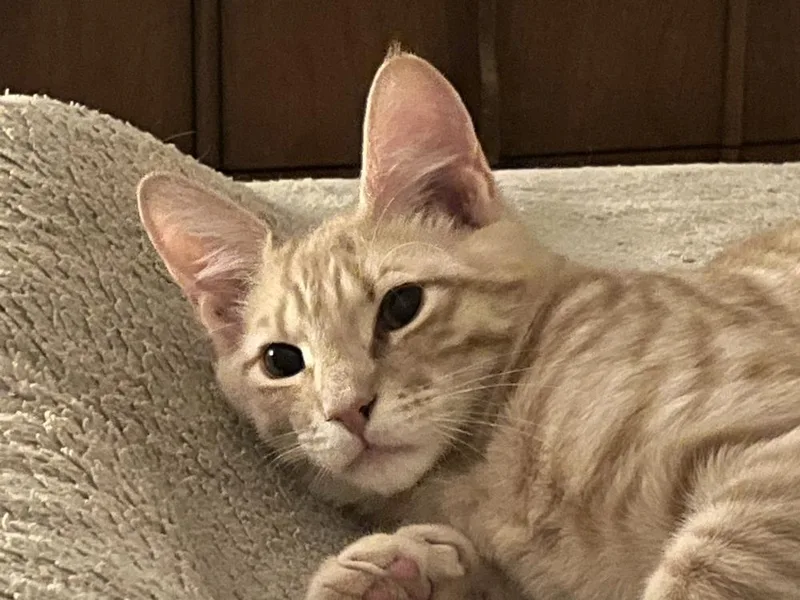 Delta Raptor thumbnail 4