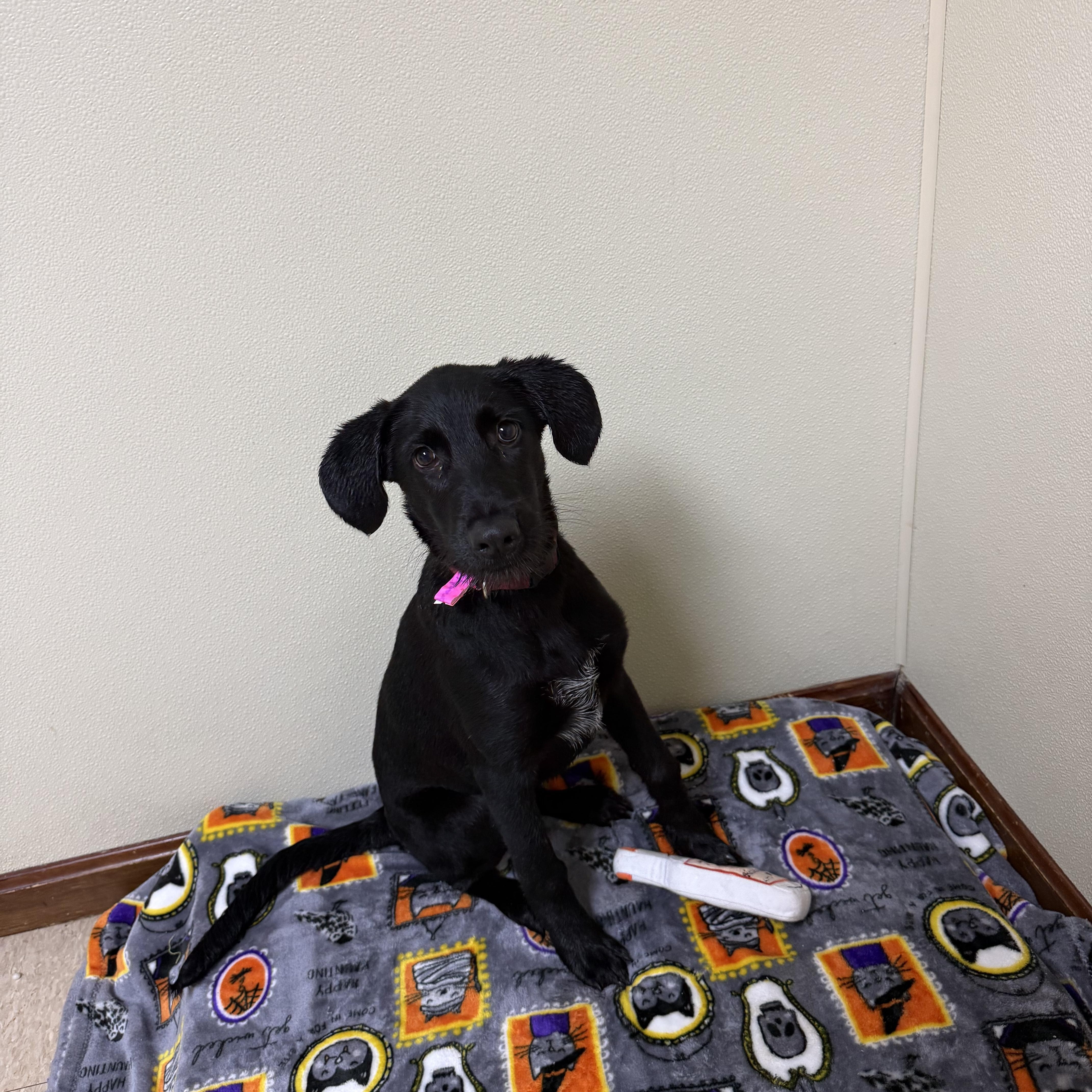 A baby medium-sized female Black Labrador Retriever dog named Brandy for adoption in Douglas, MA